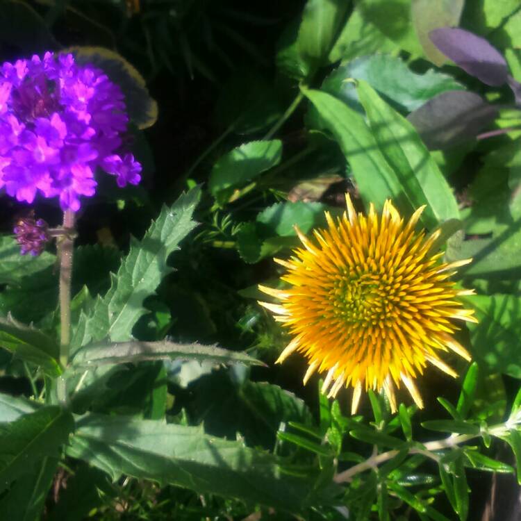 plant image 189247 plant image 189247