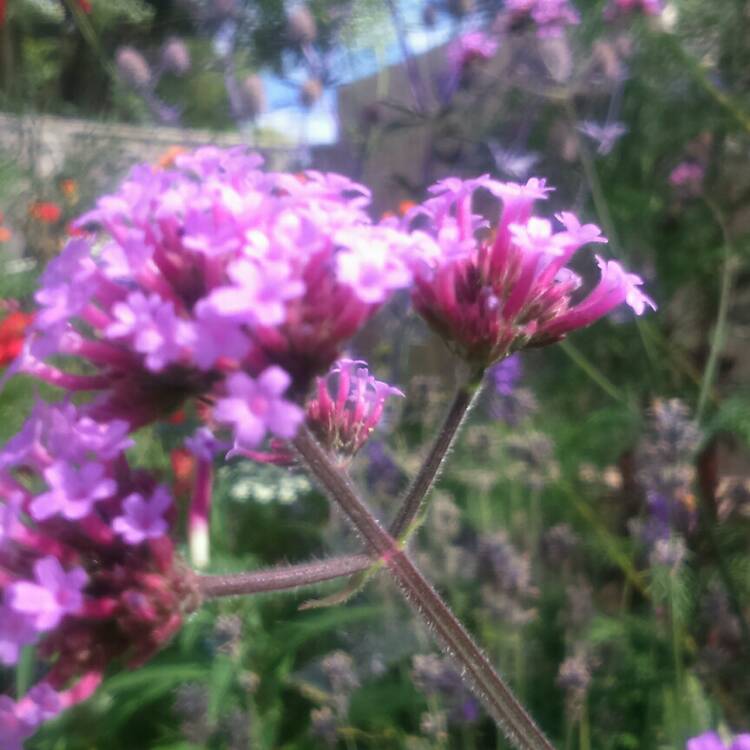 plant image 189271