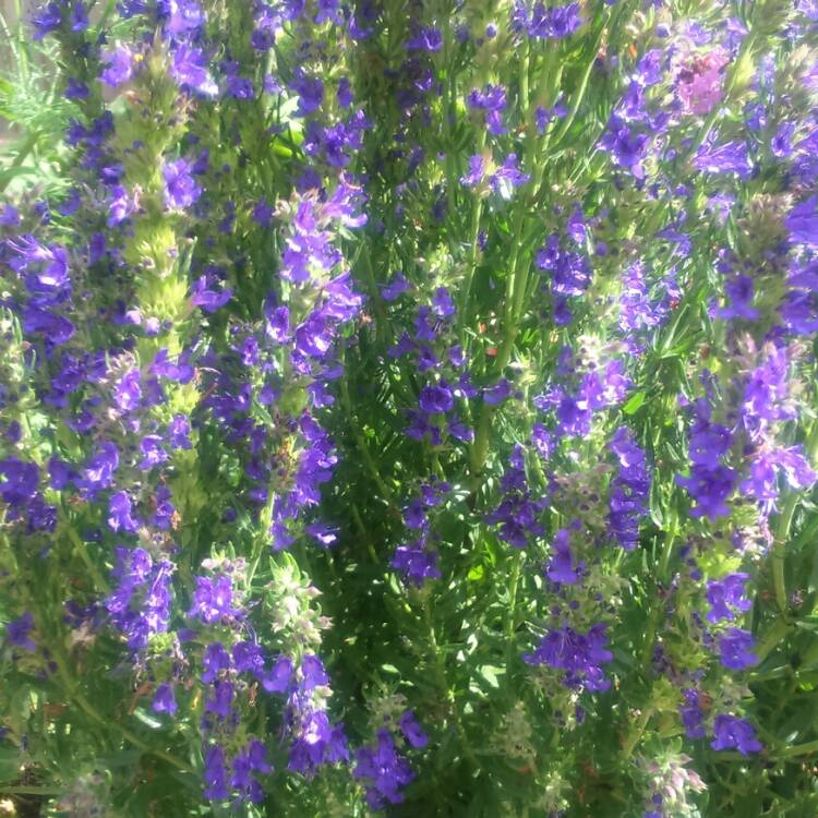 Plant image Hyssopus officinalis