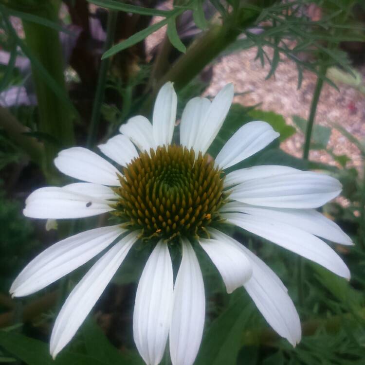 plant image 194906