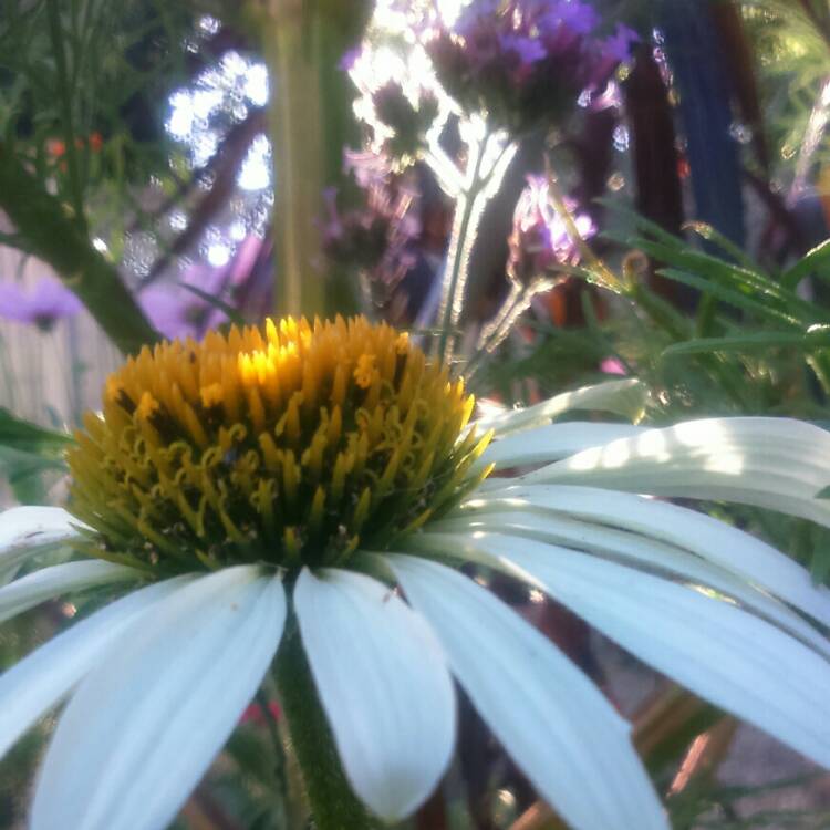plant image 207616