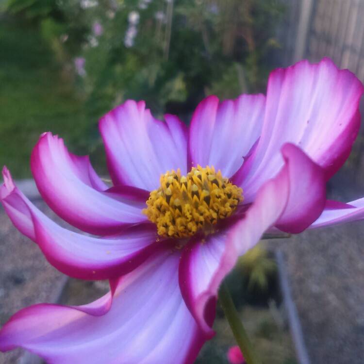 Plant image Cosmos Bipinnatus 'Sweet Sixteen'