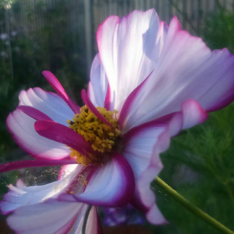 Plant image Cosmos Bipinnatus 'Sweet Sixteen'