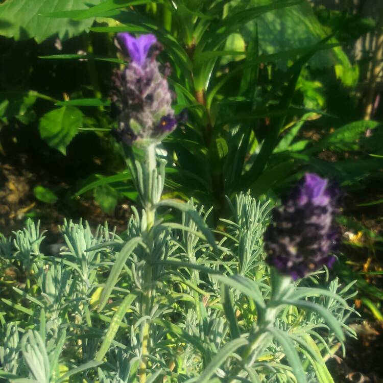 Plant image Lavandula stoechas 'Labz0006' (Javelin Forte Series) syn. Lavandula stoechas 'Javelin Forte Deep Rose'