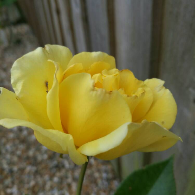 plant image 224986