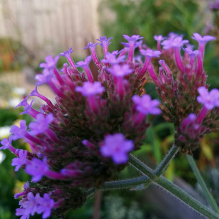 plant image 229612