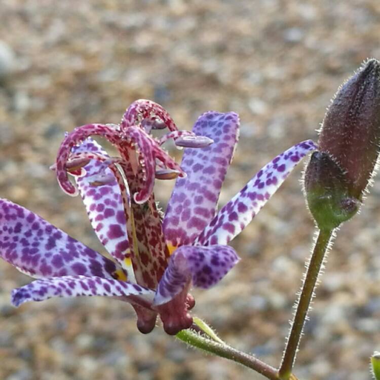 Plant image Tricyrtis formosana 'Dark Beauty'