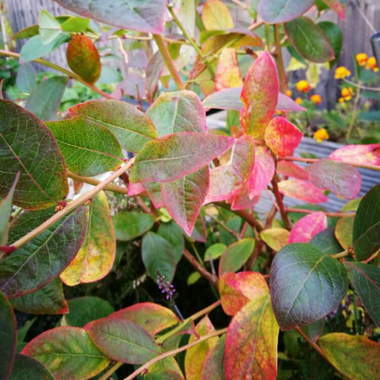 Plant image Vaccinium corymbosum 'Patriot'
