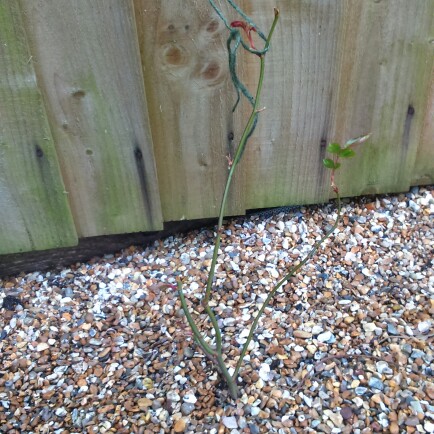 plant image 27210