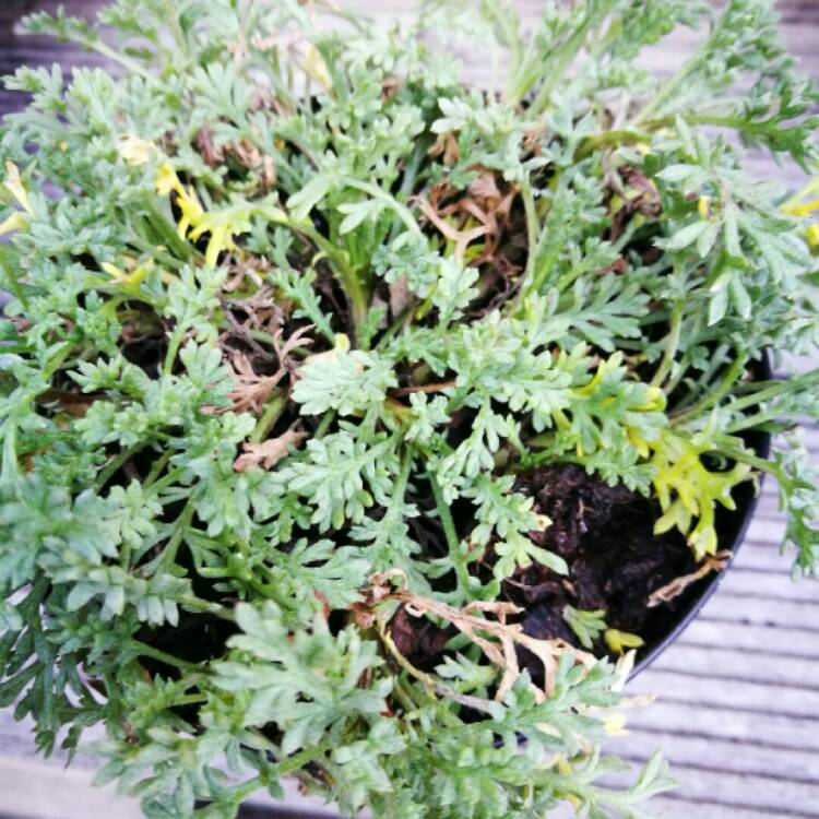 Plant image Anthemis carpatica
