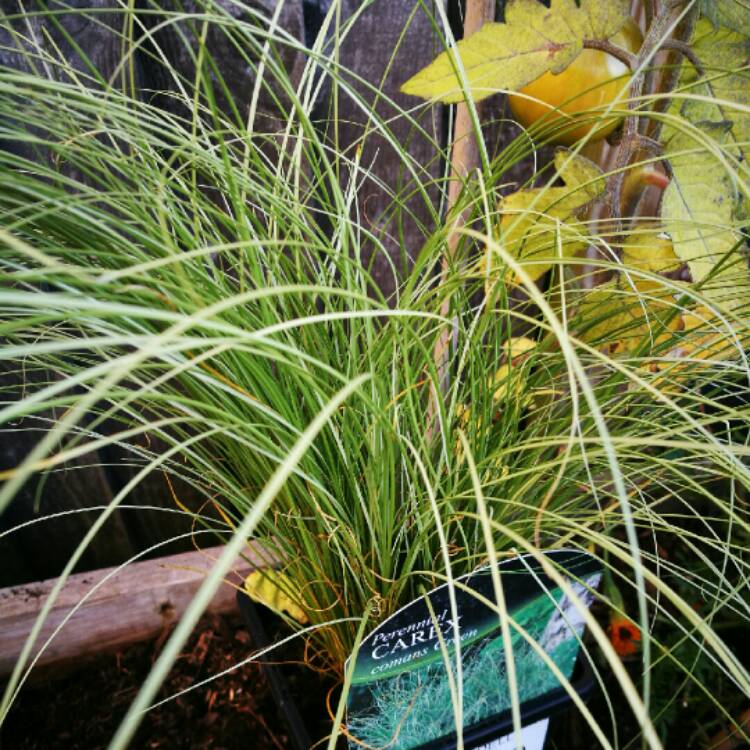 Plant image Carex comans 'Frosted Curls'