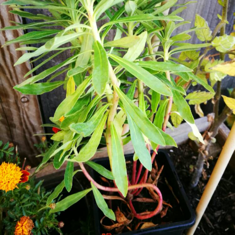 plant image 275861