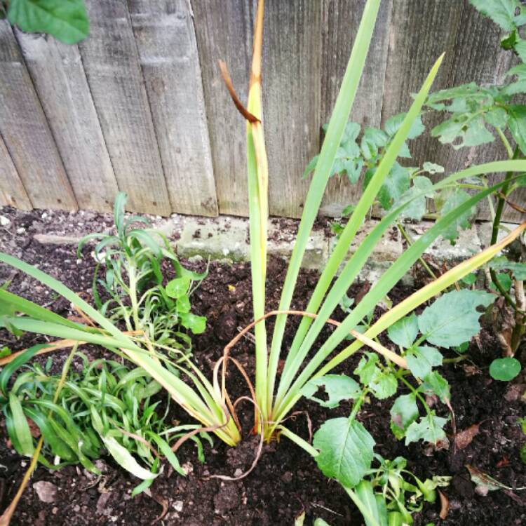 plant image 275871