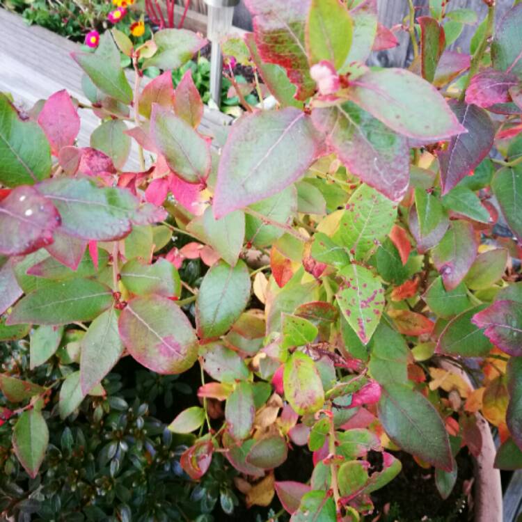 plant image 275873 plant image 275873