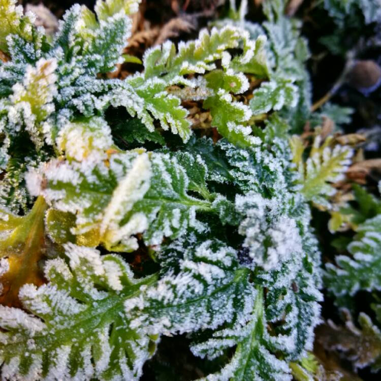 plant image 284696