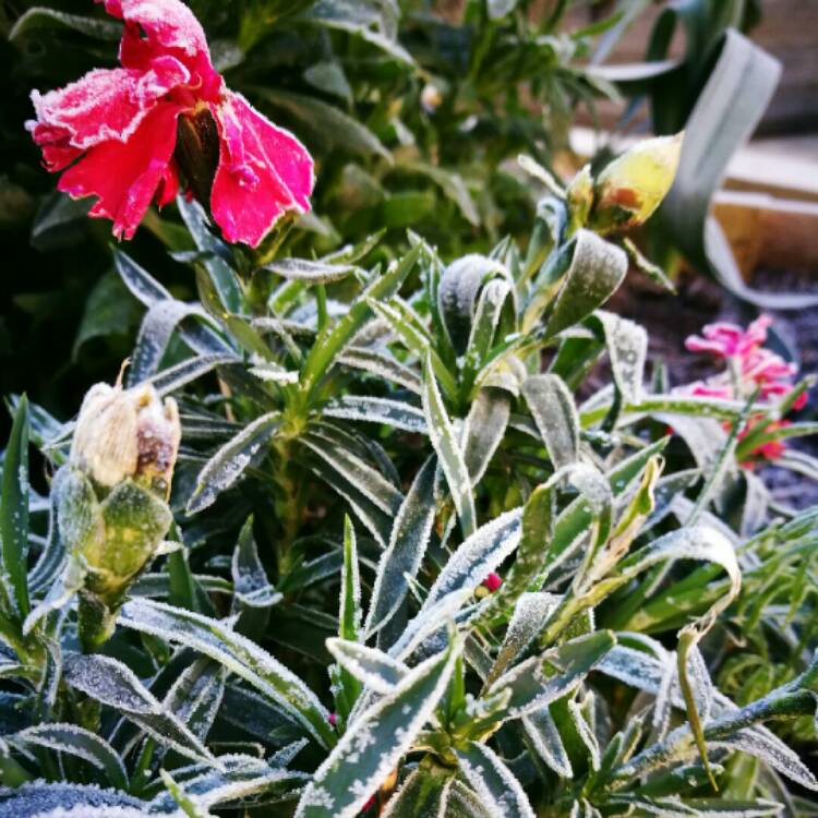 plant image 284698