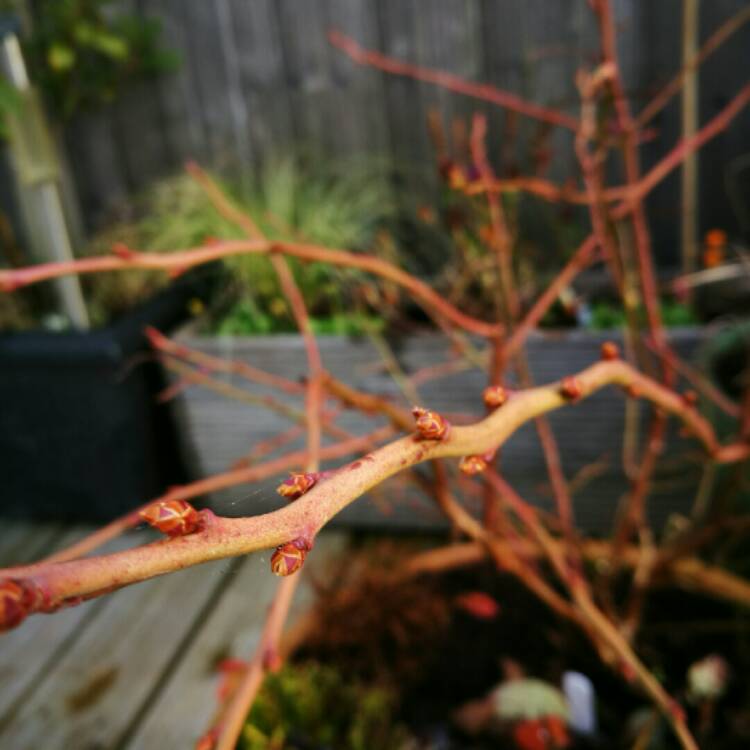 plant image 285402