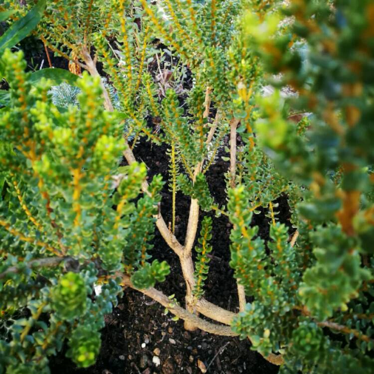 plant image 285878