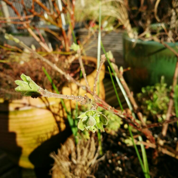 plant image 307223 plant image 307223