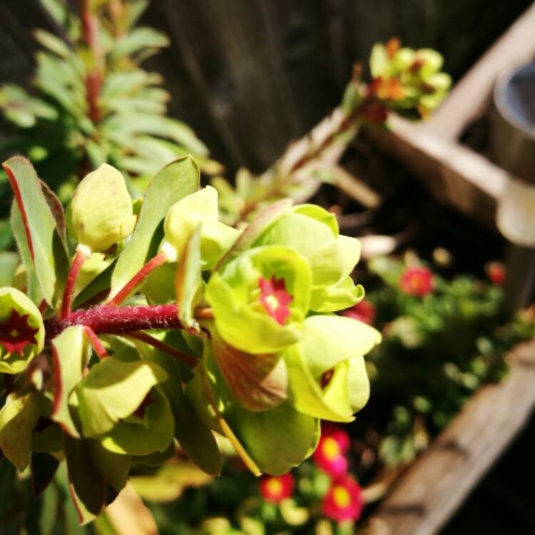 plant image 327910
