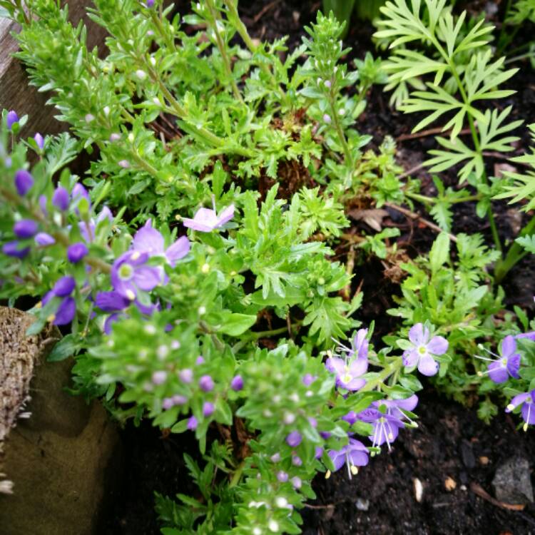 plant image 346843