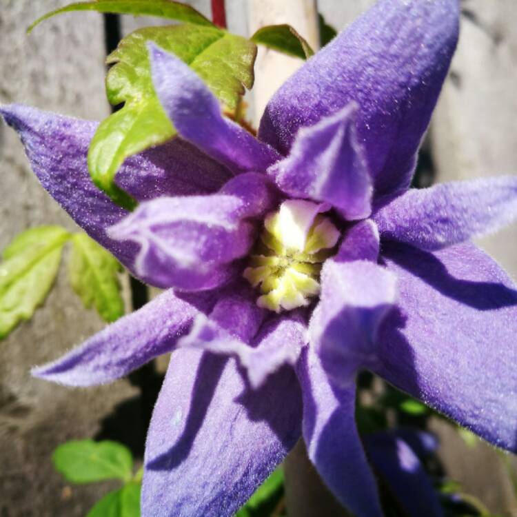 Plant image Clematis alpina 'Blue Dancer'
