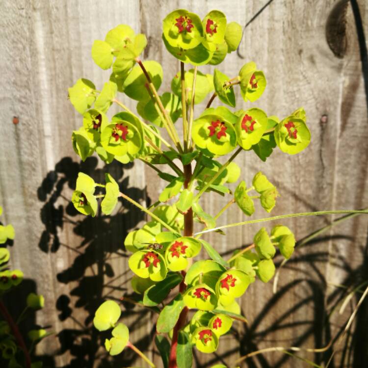 Plant image Euphorbia x martini 'Baby Charm'