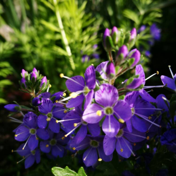 plant image 361739