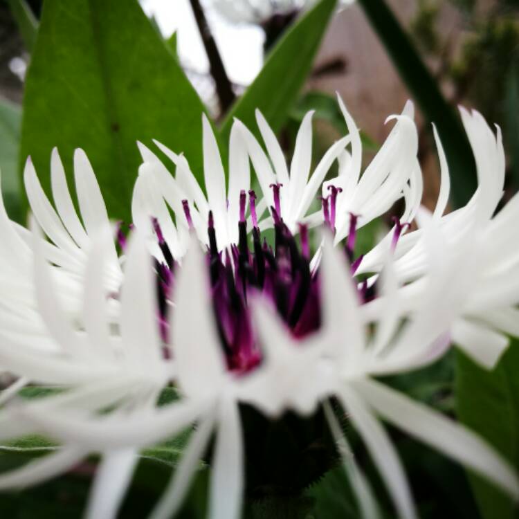 plant image 365856 plant image 365856