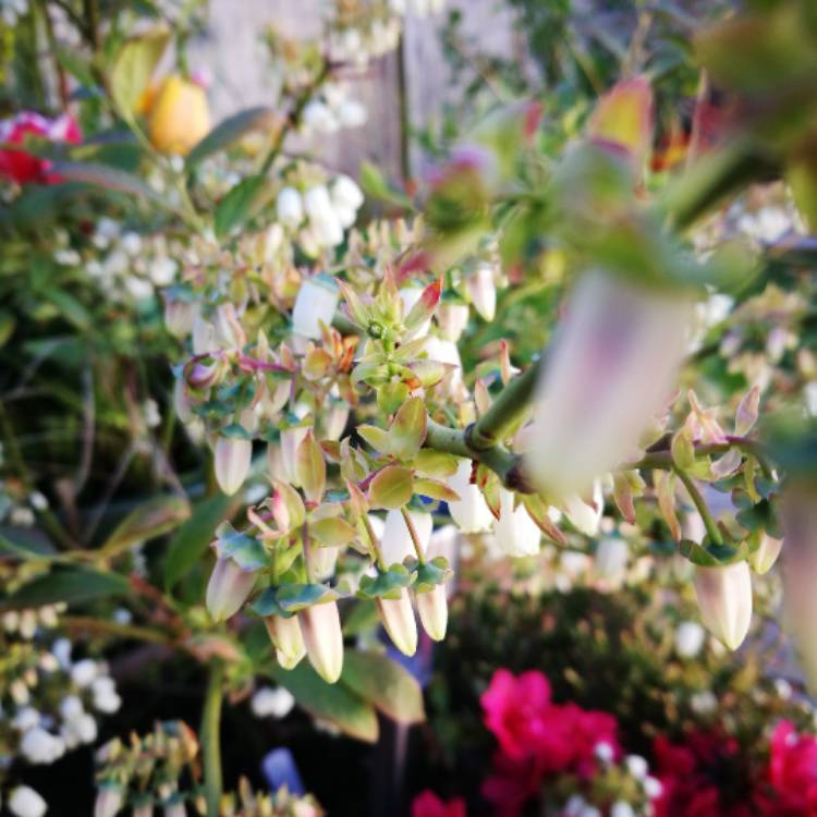 plant image 376253
