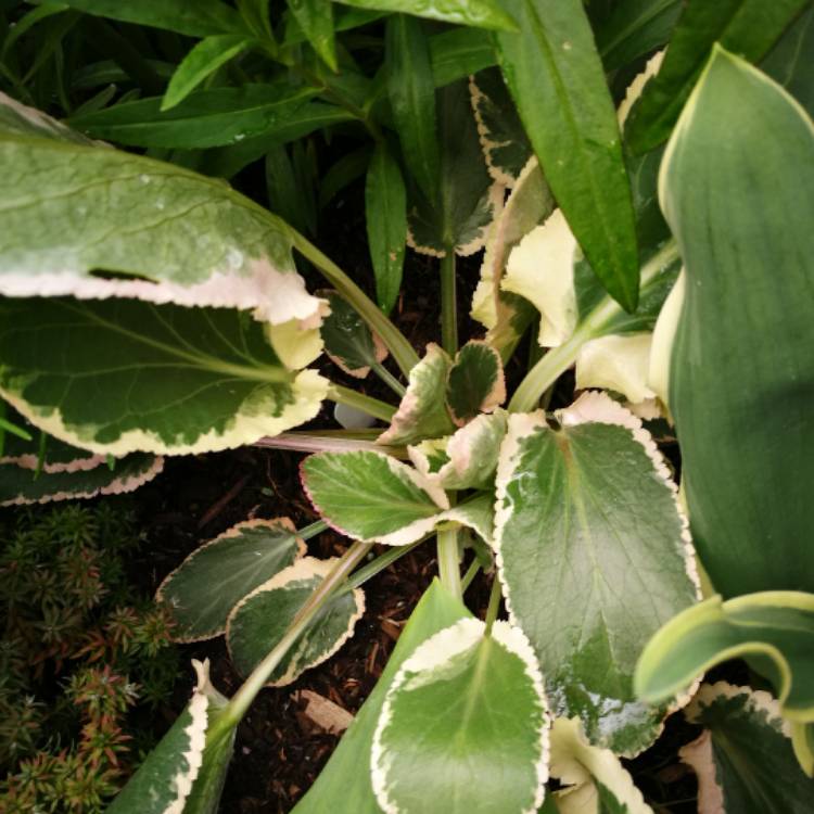 plant image 379060 plant image 379060