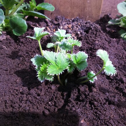 plant image 38976