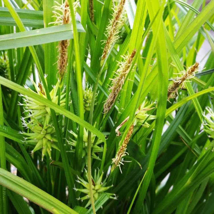 Plant image Carex grayi