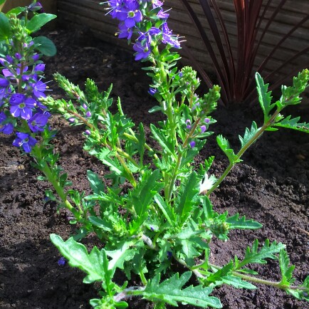 plant image 39332