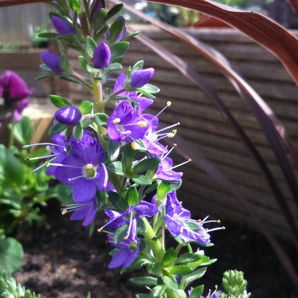 plant image 39334