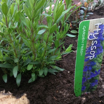 plant image 39355