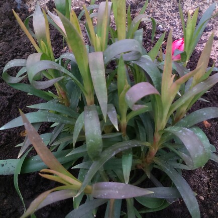 plant image 39367