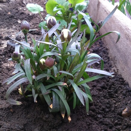 plant image 39394