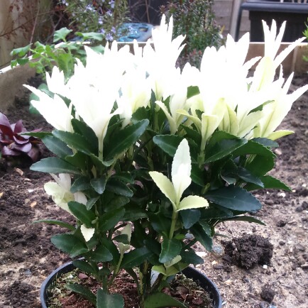 Plant image Euonymus 'Paloma Blanca'