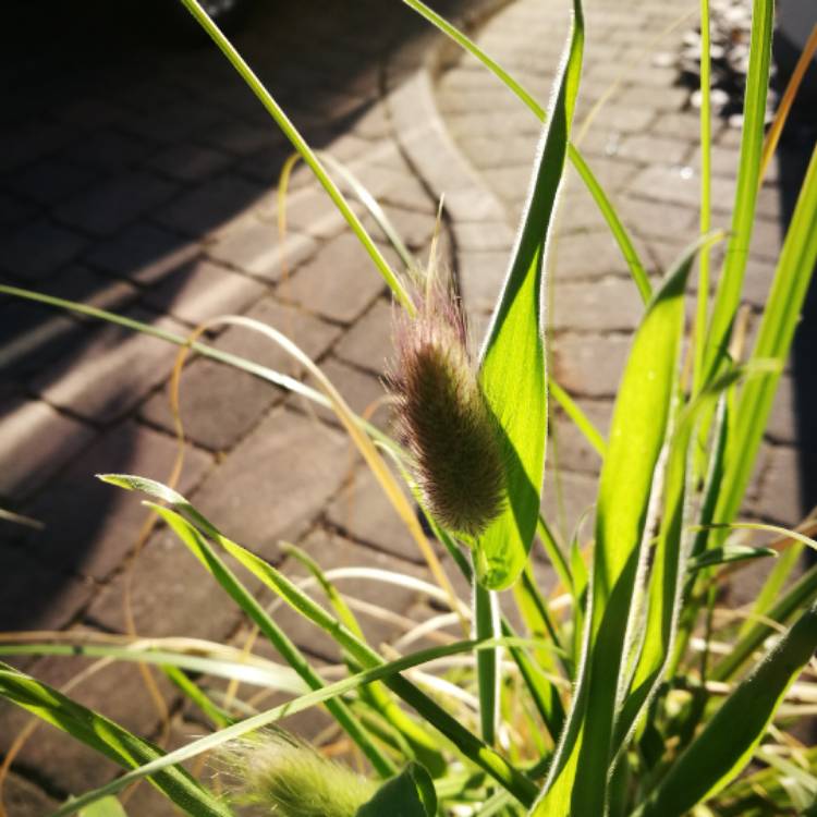 plant image 394479