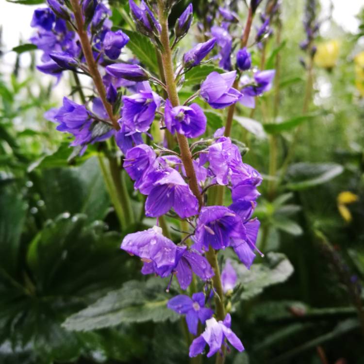 plant image 404448