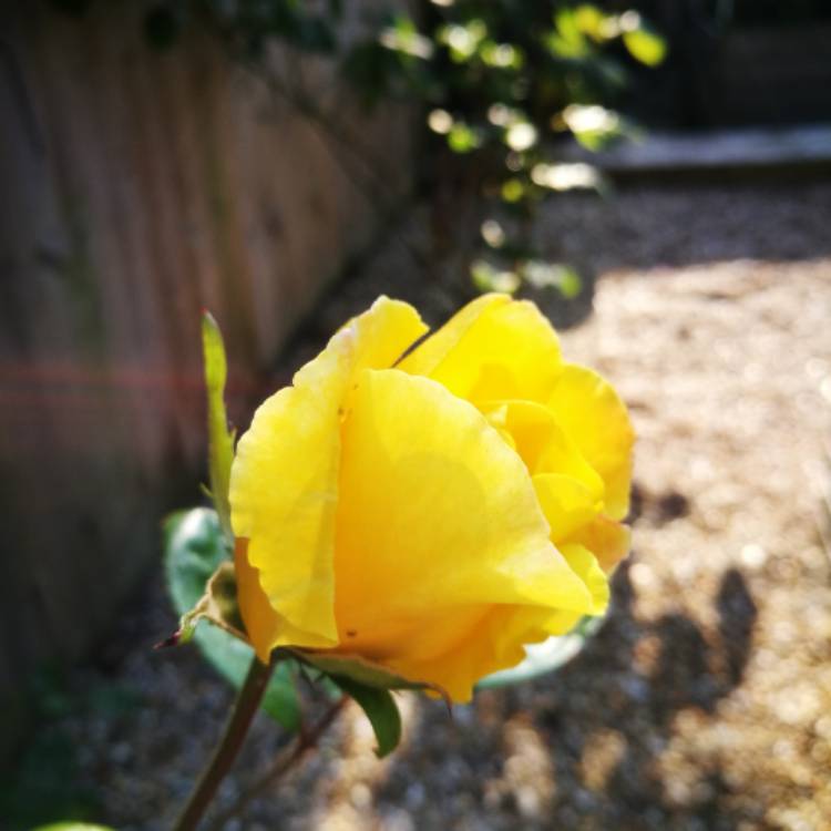 Plant image Rosa 'Golden Showers'