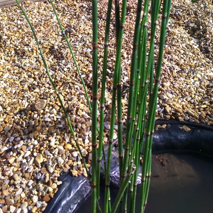 Plant image Equisetum Hyemale syn. Equisetum Japonica