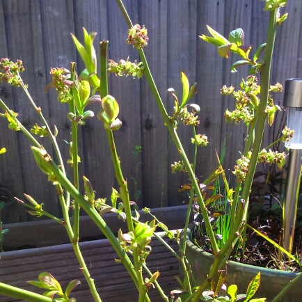 plant image 43359