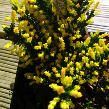plant image 43407
