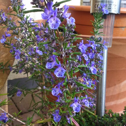 Plant image Salvia rosmarinus 'Blue Lagoon' syn. Rosmarinus officinalis 'Blue Lagoon'