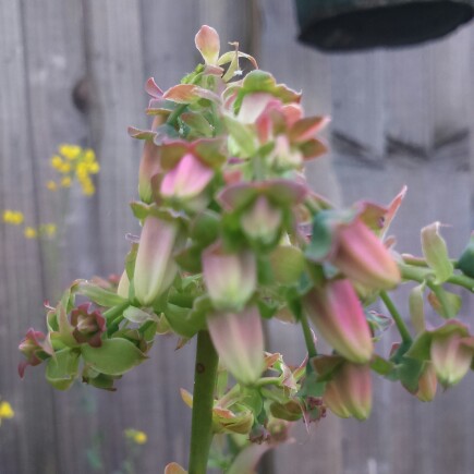plant image 48767