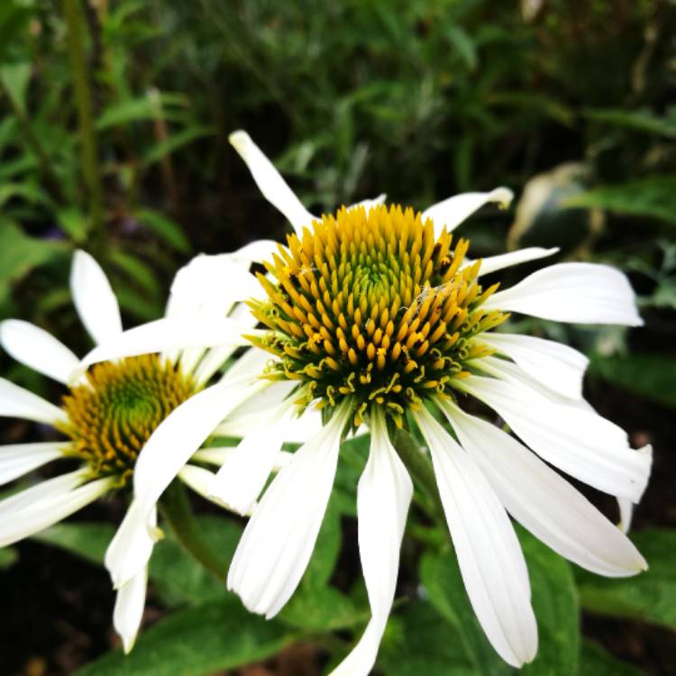 plant image 498626