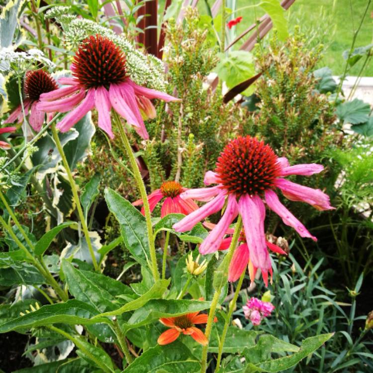 plant image 498629 plant image 498629
