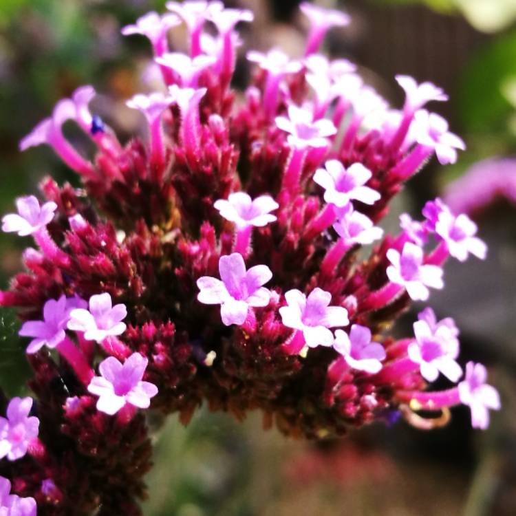 Plant image Verbena bonariensis 'Lollipop'
